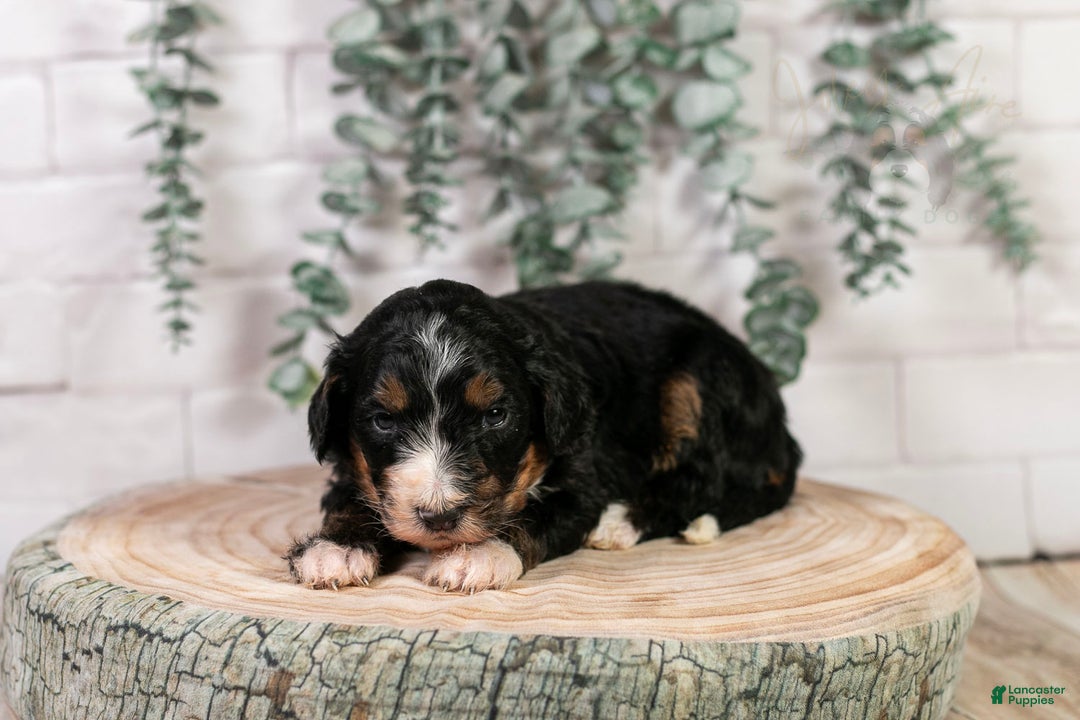 Bernedoodle dogs for sale: Hockey - Ad 13
