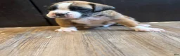 Boxer dogs for sale: Lux - Ad 3
