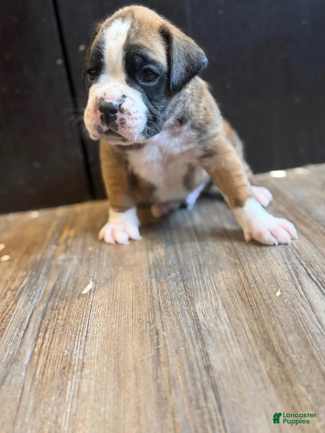 Boxer dogs for sale: Lux - Ad 3