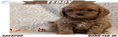 Teddy