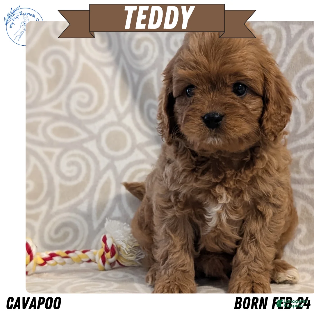 Cavapoo dogs for sale: Teddy - Ad 1