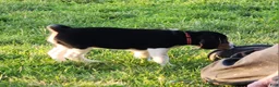 Beagle dogs for sale: Posie - Ad 3