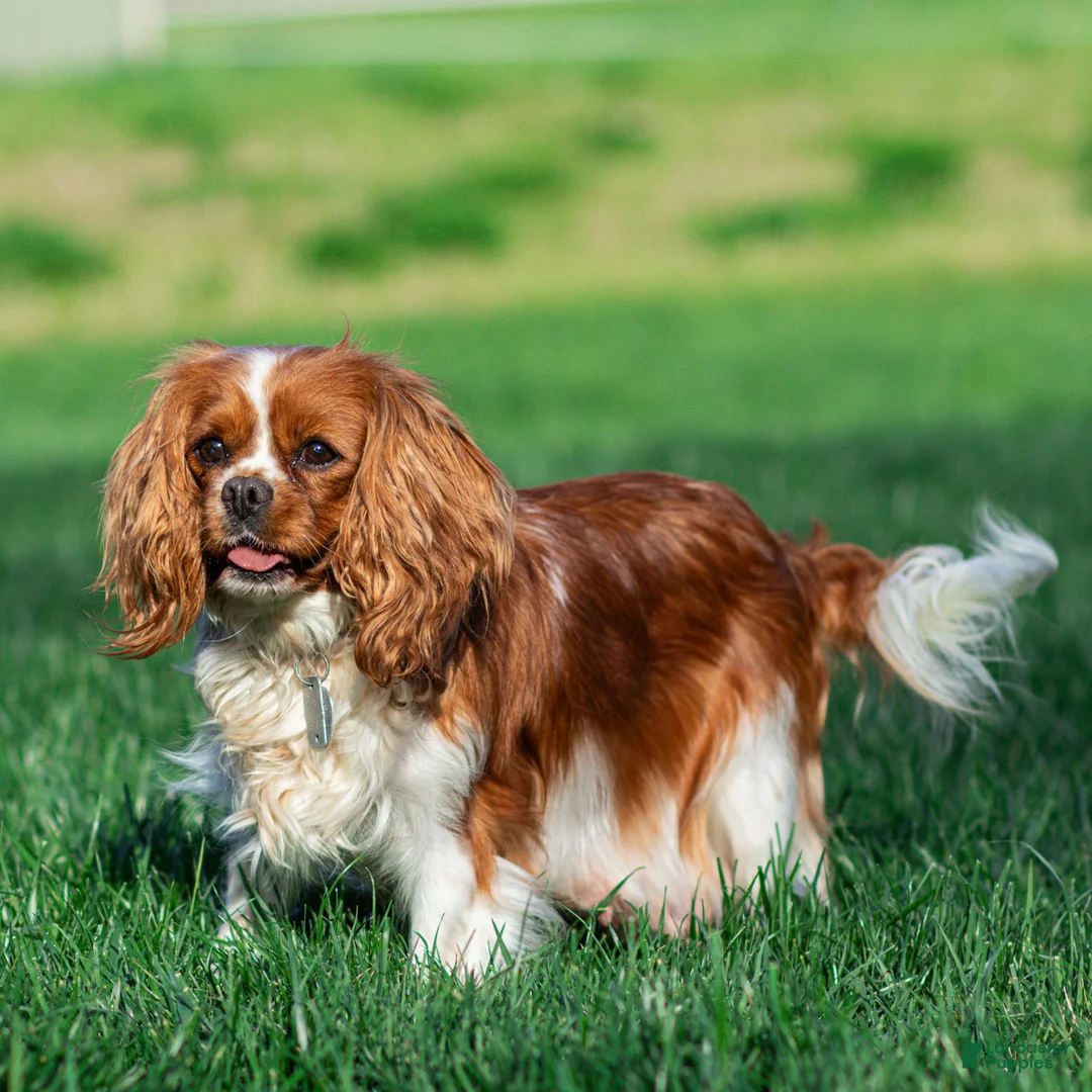 Cavalier King Charles Spaniel dogs for sale: Rick Cavalier King Charles Spaniel Puppy  - Ad 14