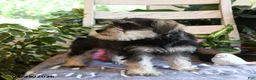 Miniature Schnauzer dogs for sale: Molly - Ad 5
