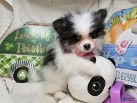 Pomeranian dogs Iryss the Princess [ 5 lb Party] - Ad 29