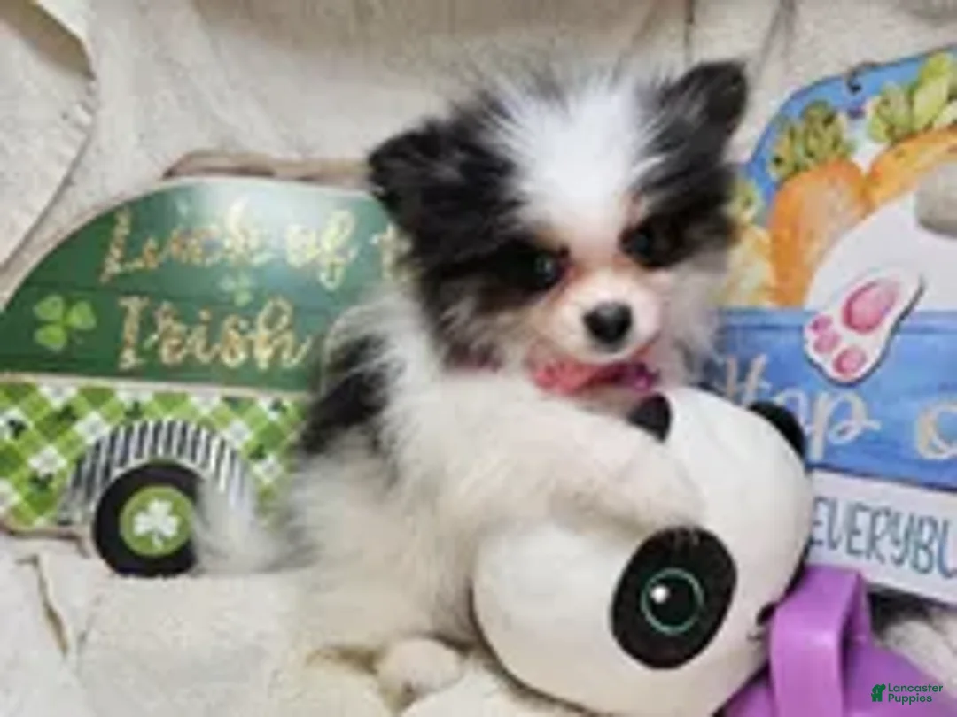 Pomeranian dogs for sale: Iryss the Princess [ 5 lb Party] - Ad 2