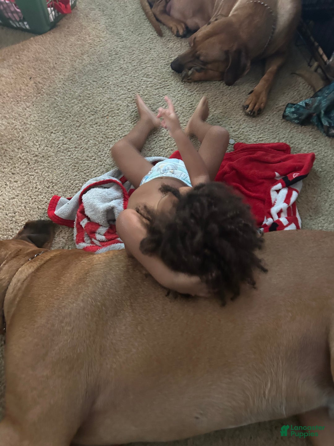 Rhodesian Ridgeback dogs for sale: Rhodesian Ridgeback Puppy 5 - Ad 8