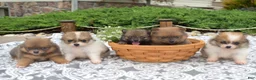 Pomeranian dogs for sale: Maggie - Ad 8