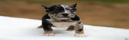 American Bully dogs for sale: Black Tri Merle Split Face Female - Ad 6