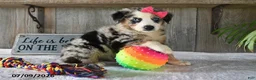 Australian Shepherd dogs for sale: Misty - Ad 3