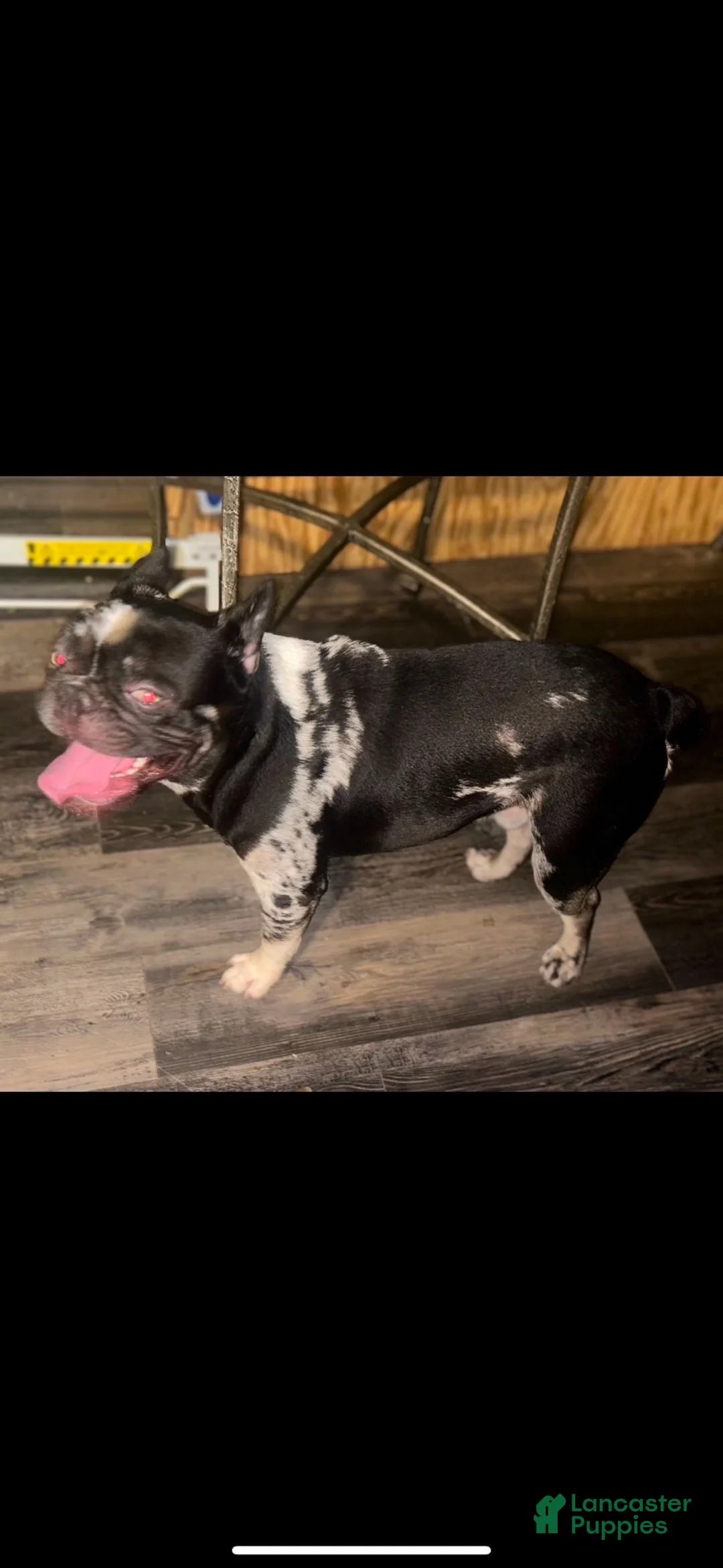 French Bulldog dogs for sale: Britney brindle  - Ad 10