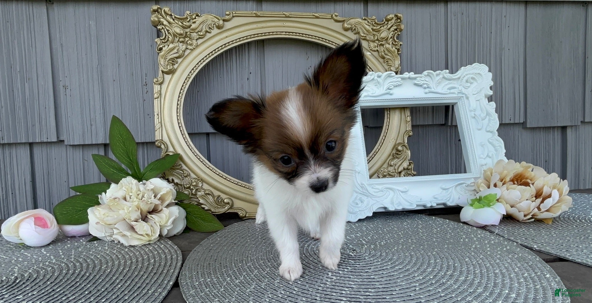 Papillon dogs Honey - Ad 2