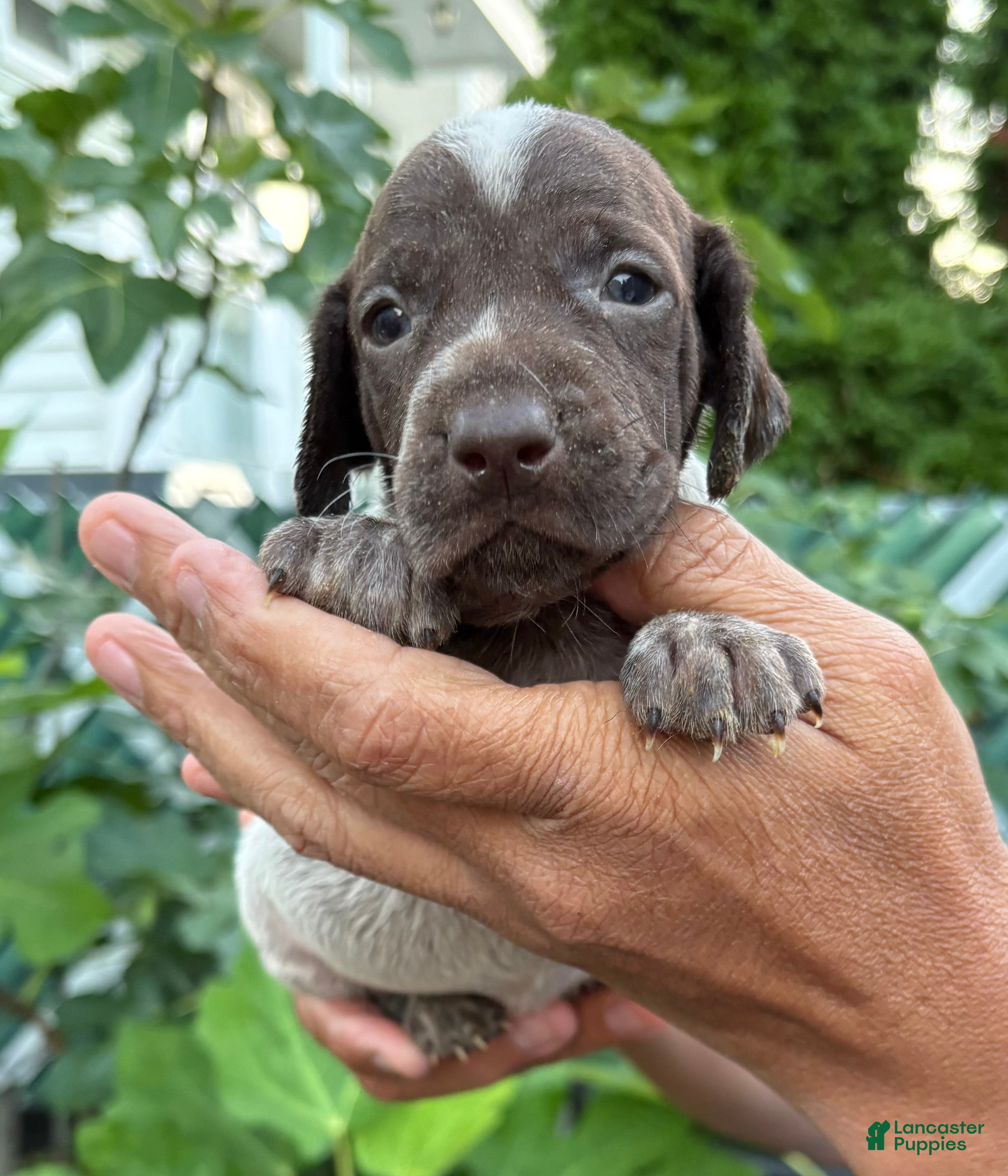 German Shorthaired Pointer dogs German Shorthaired Pointer Female 2 - Ad 1