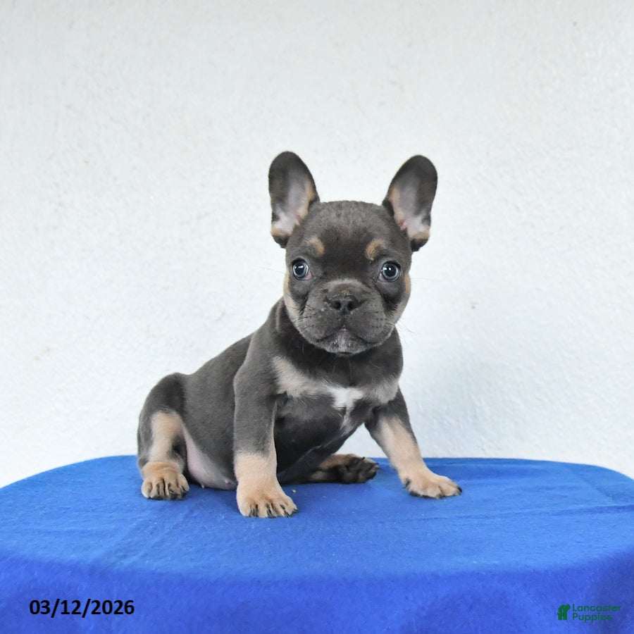 French Bulldog dogs Bella   - Ad 2