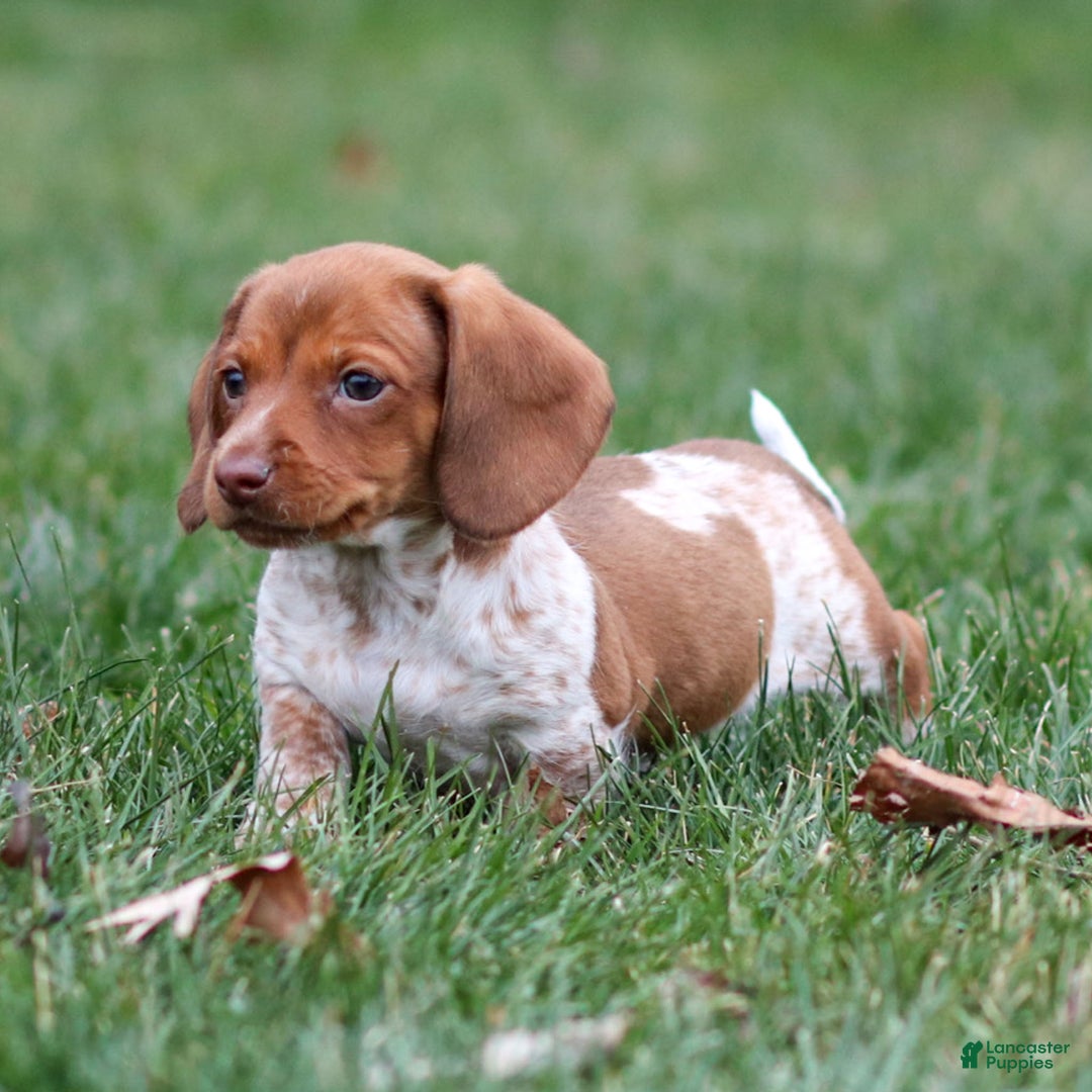 Dachshund dogs for sale: Heidi - Ad 13