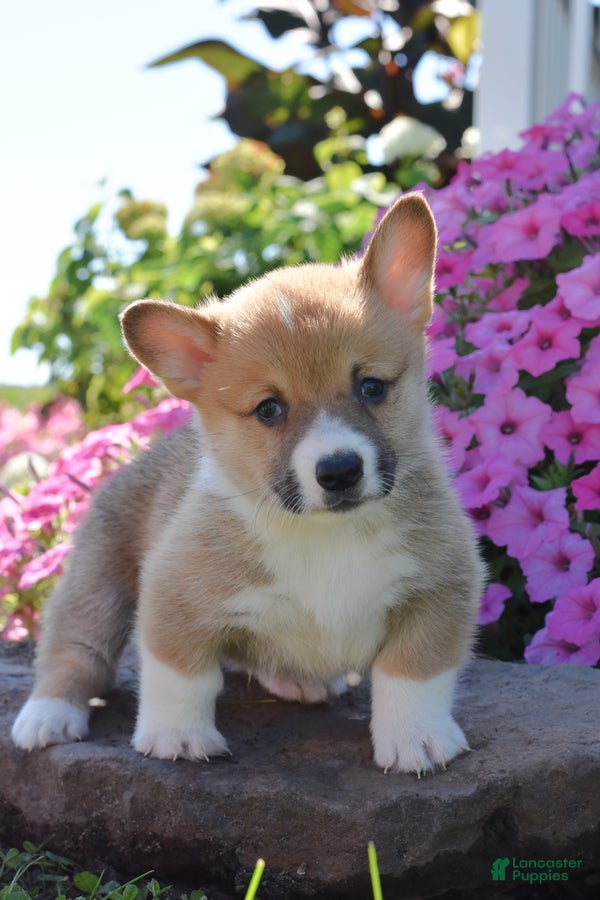 Welsh Corgi Pembroke dogs Randy - Ad 1