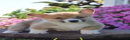 Welsh Corgi Pembroke dogs for sale: Randy - Ad 1