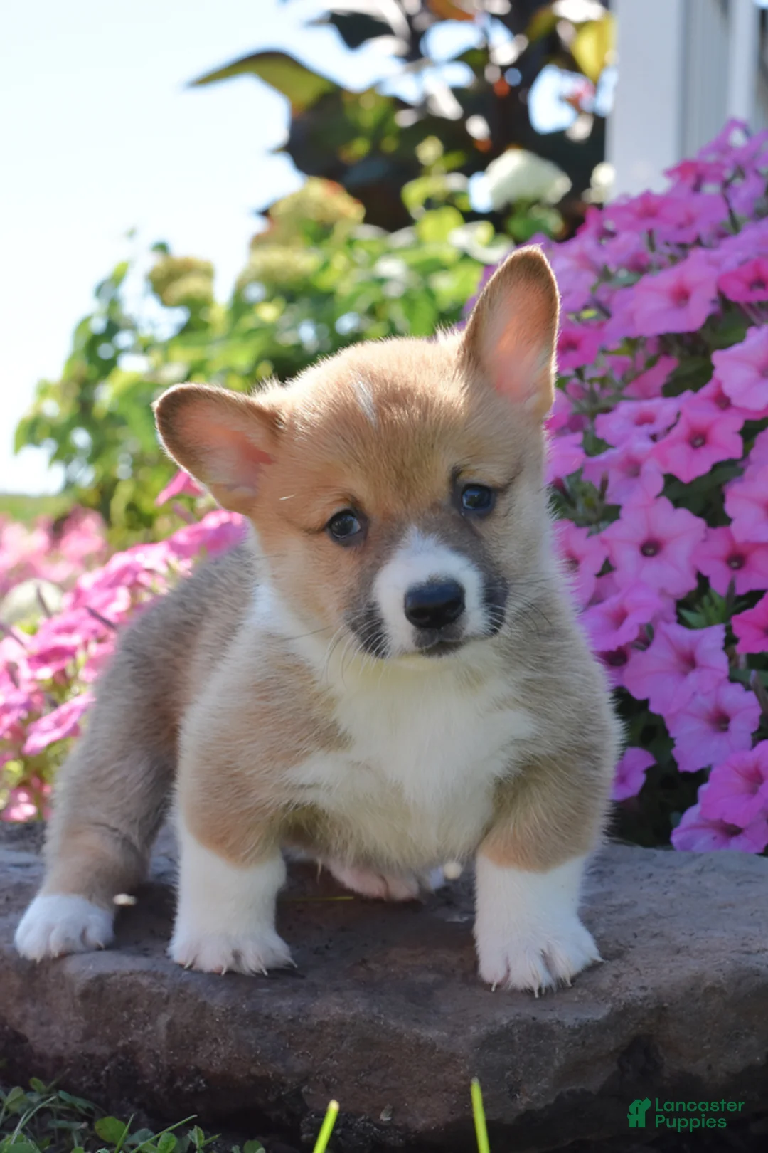 Welsh Corgi Pembroke dogs for sale: Randy - Ad 1