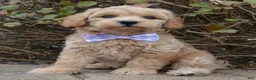 Mini Goldendoodle dogs for sale: Mini Ginger - Ad 9
