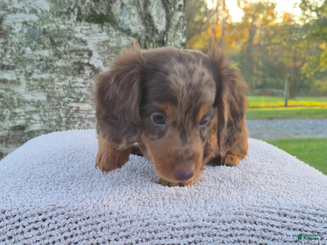 Miniature Dachshund dogs for sale: Remy  - Ad 41