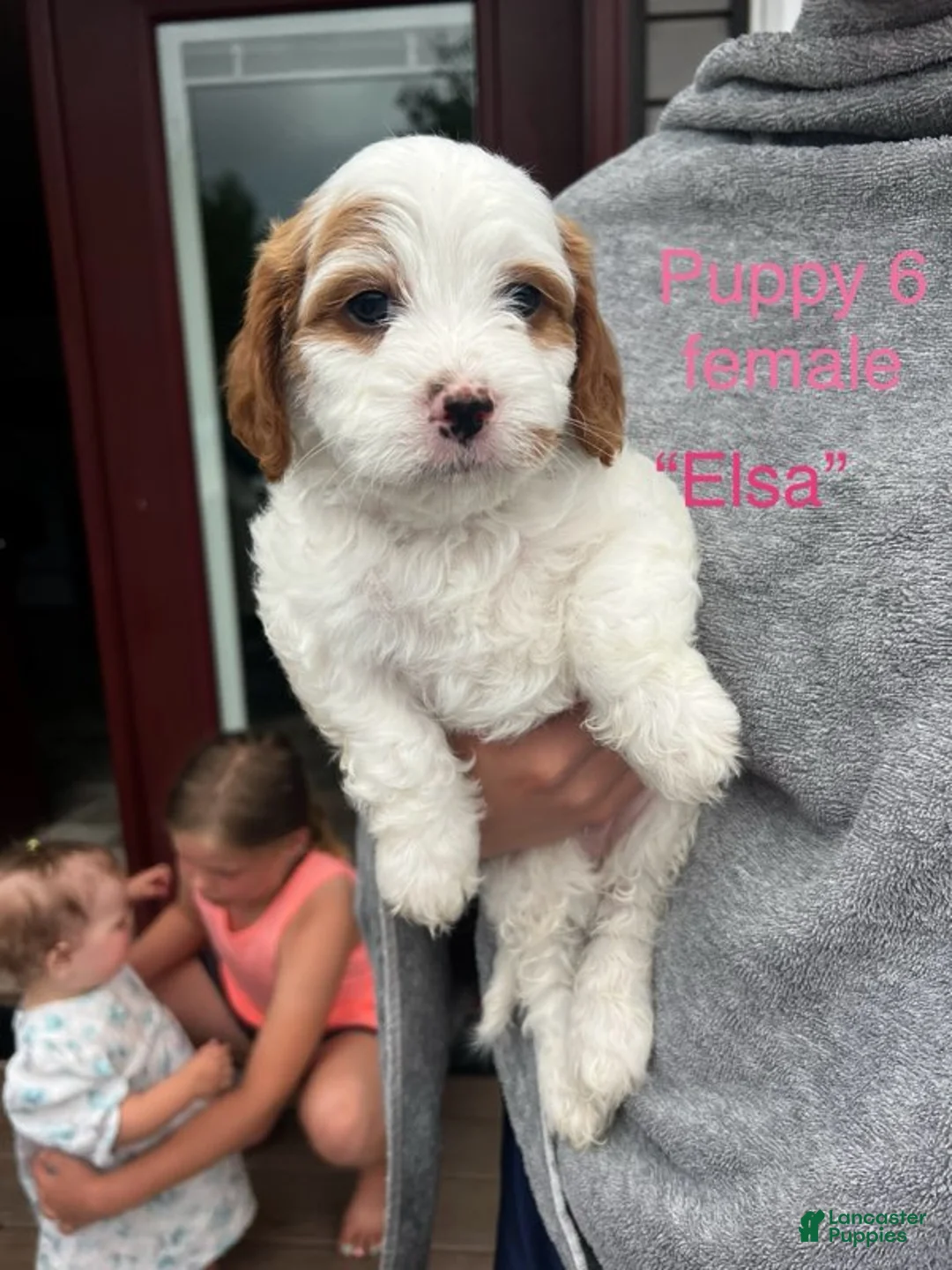 Cavapoo dogs for sale: Elsa - Ad 3