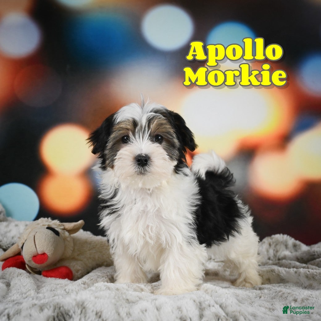 Morkie dogs Apollo - Ad 1