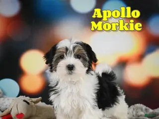 Morkie dogs for sale: Apollo - Ad 1