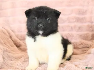 Akita dogs Fancy - Ad 9