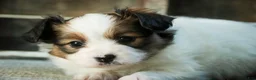 Papillon dogs for sale: Lottie - Ad 6