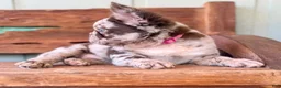 French Bulldog dogs for sale: Honey - Ad 5