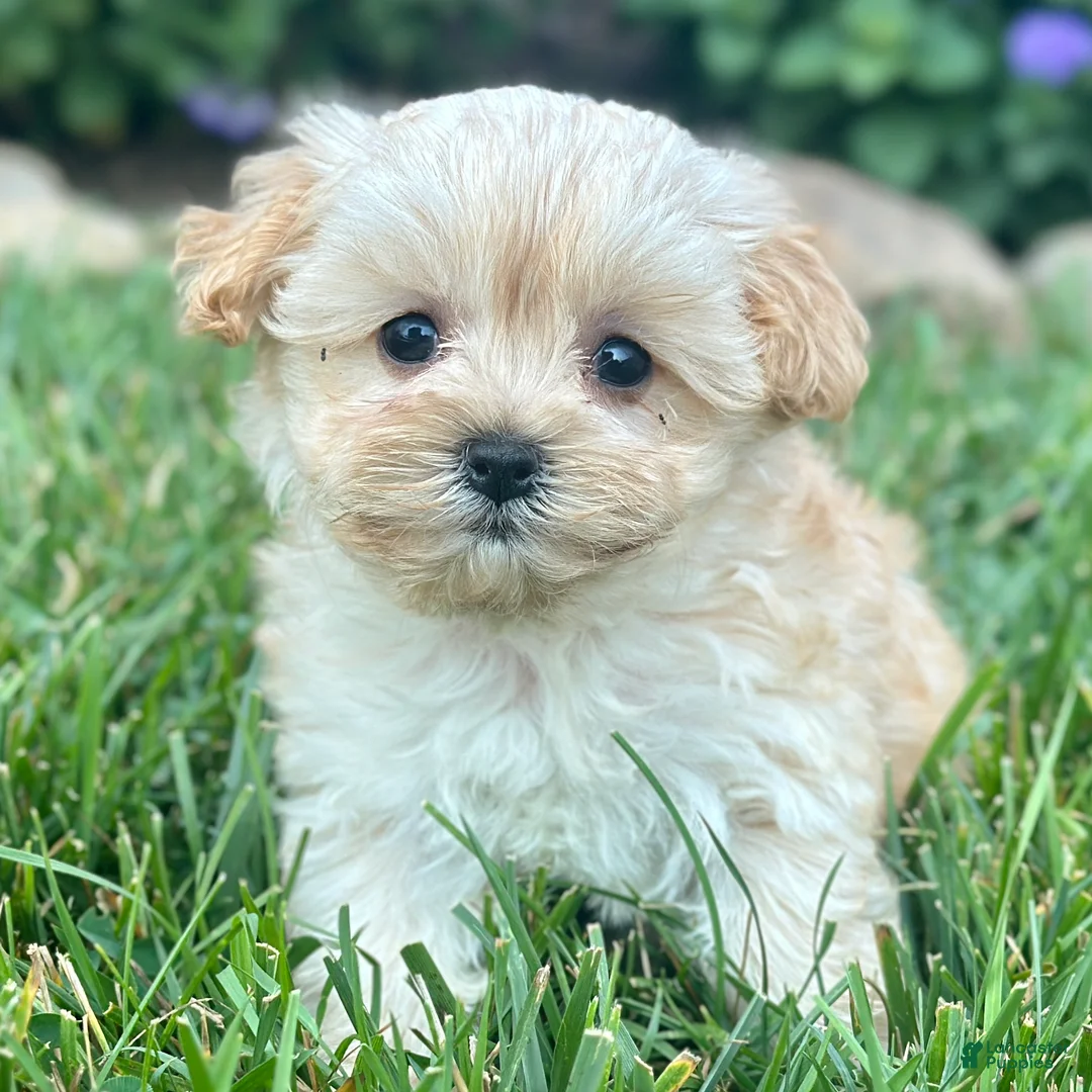 Maltipoo dogs for sale: Kelly - Ad 1