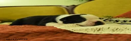 Boston Terrier dogs for sale: Valayna - Ad 2