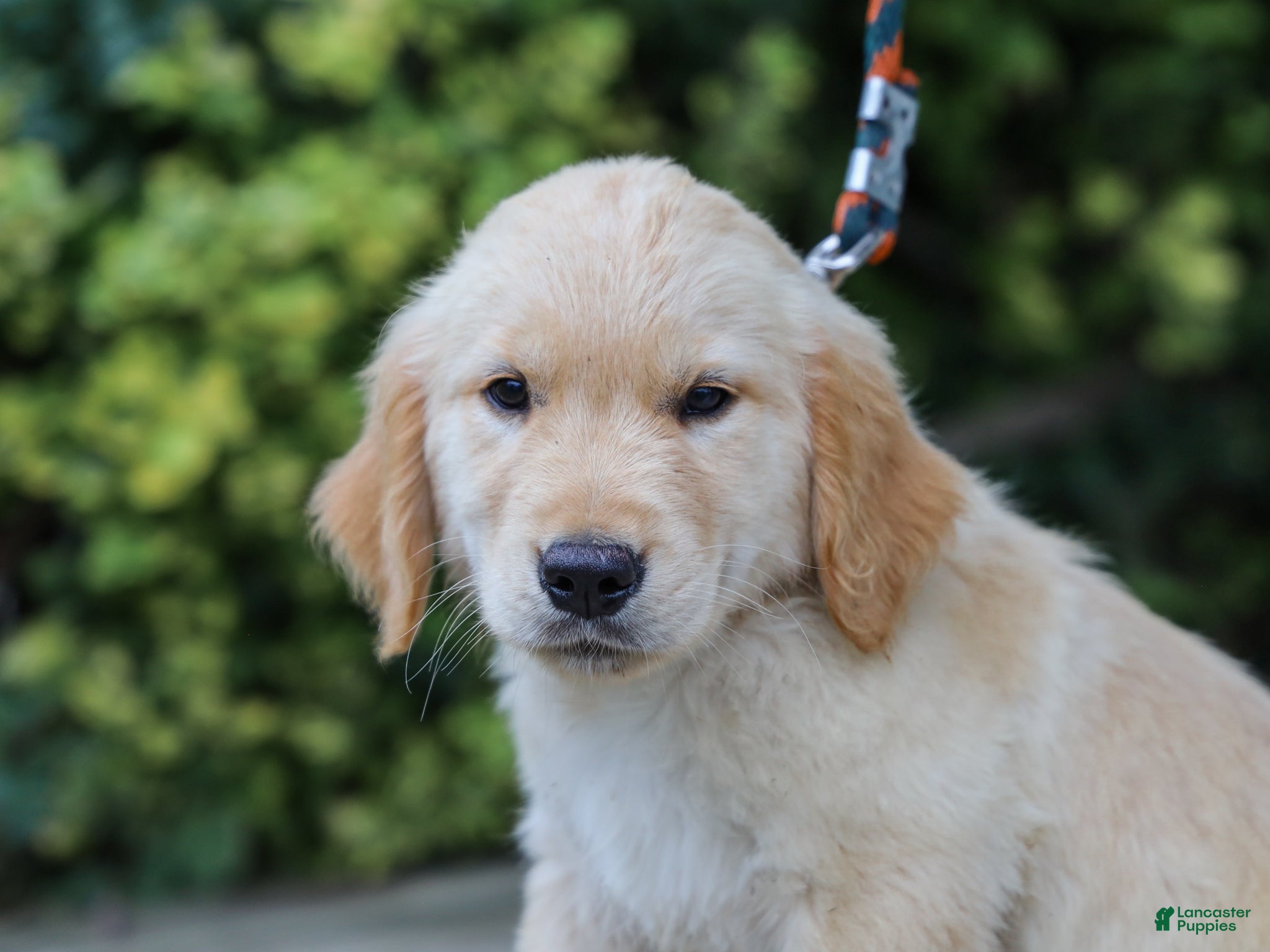 Golden Retriever dogs Alva ACA Golden Retriever Pup - Ad 2