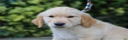 Golden Retriever dogs for sale: Alva ACA Golden Retriever Pup - Ad 2