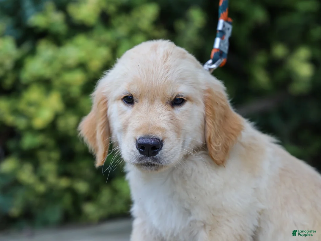 Golden Retriever dogs for sale: Alva ACA Golden Retriever Pup - Ad 2