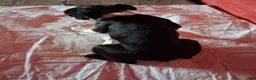 Boston Terrier dogs for sale: John - Ad 2