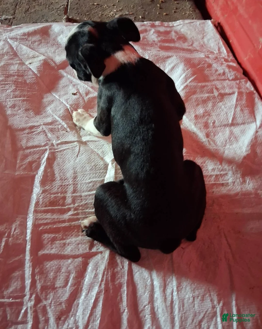 Boston Terrier dogs for sale: John - Ad 2