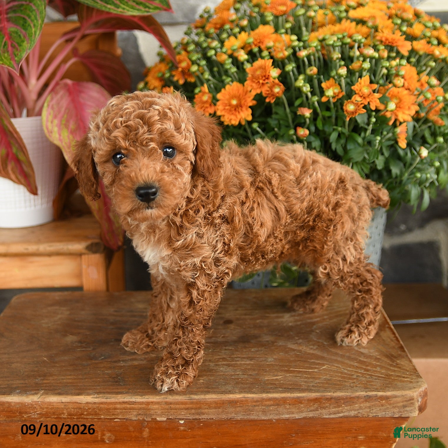 Miniature Poodle dogs for sale: Clark - Ad 1