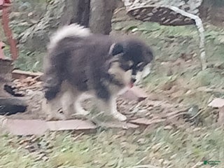 Alaskan Malamute dogs - Ad 2