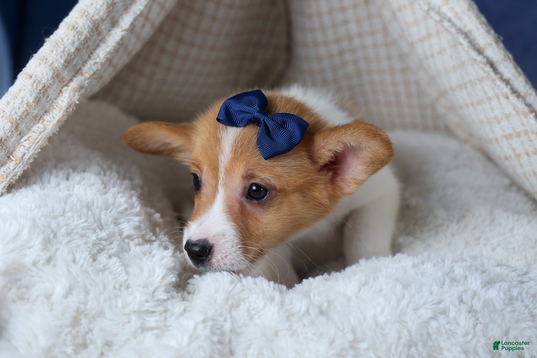 Welsh Corgi Pembroke dogs for sale: Luigi - Ad 3