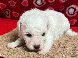 Bichon Frise dogs Dacey - Ad 3