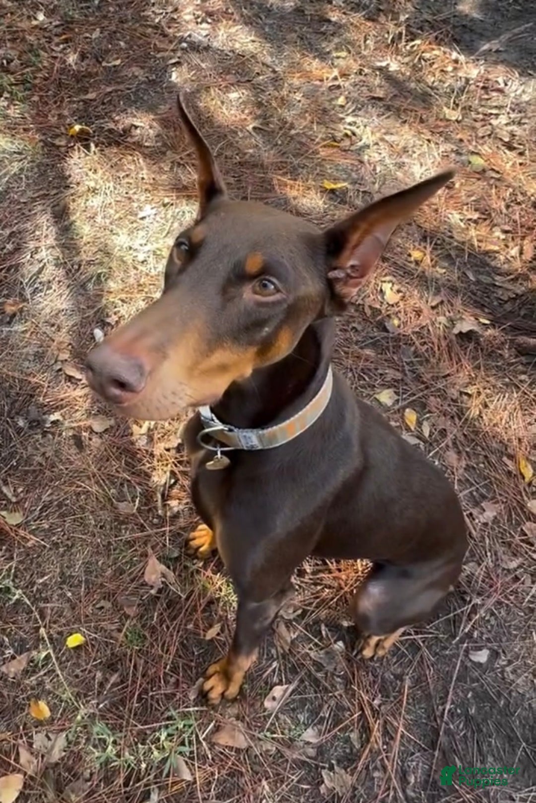 Doberman Pinscher dogs for sale: Doberman Pinscher Puppy 1 - Ad 2