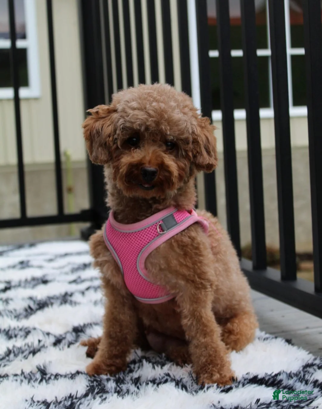 Toy Poodle dogs for sale: Anson - Ad 11