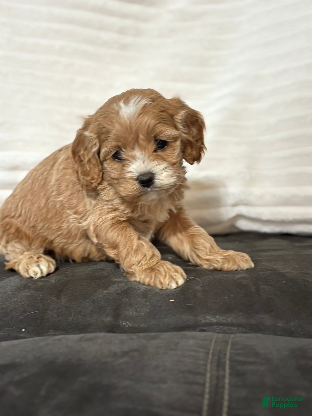 Cockapoo dogs for sale: Philly  - Ad 1
