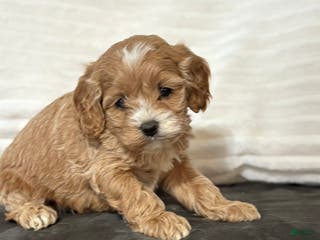 Cockapoo dogs Philly - Ad 22