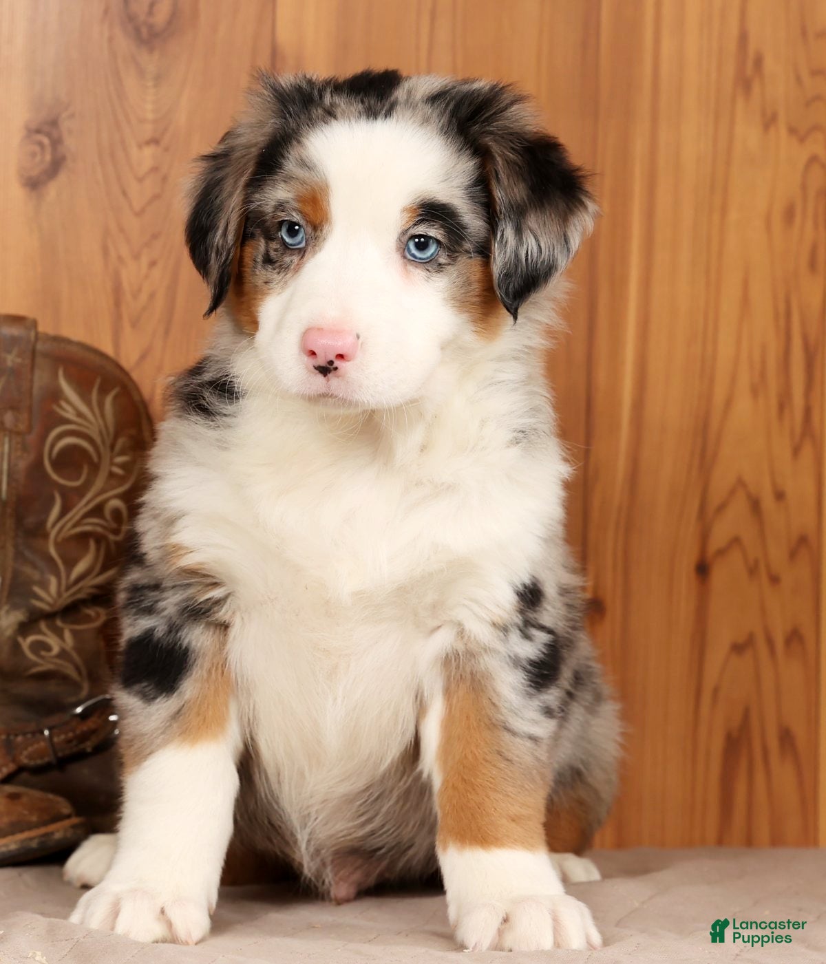 Australian Shepherd dogs Sparky - Ad 11