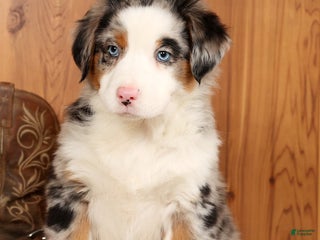 Australian Shepherd dogs Sparky - Ad 1