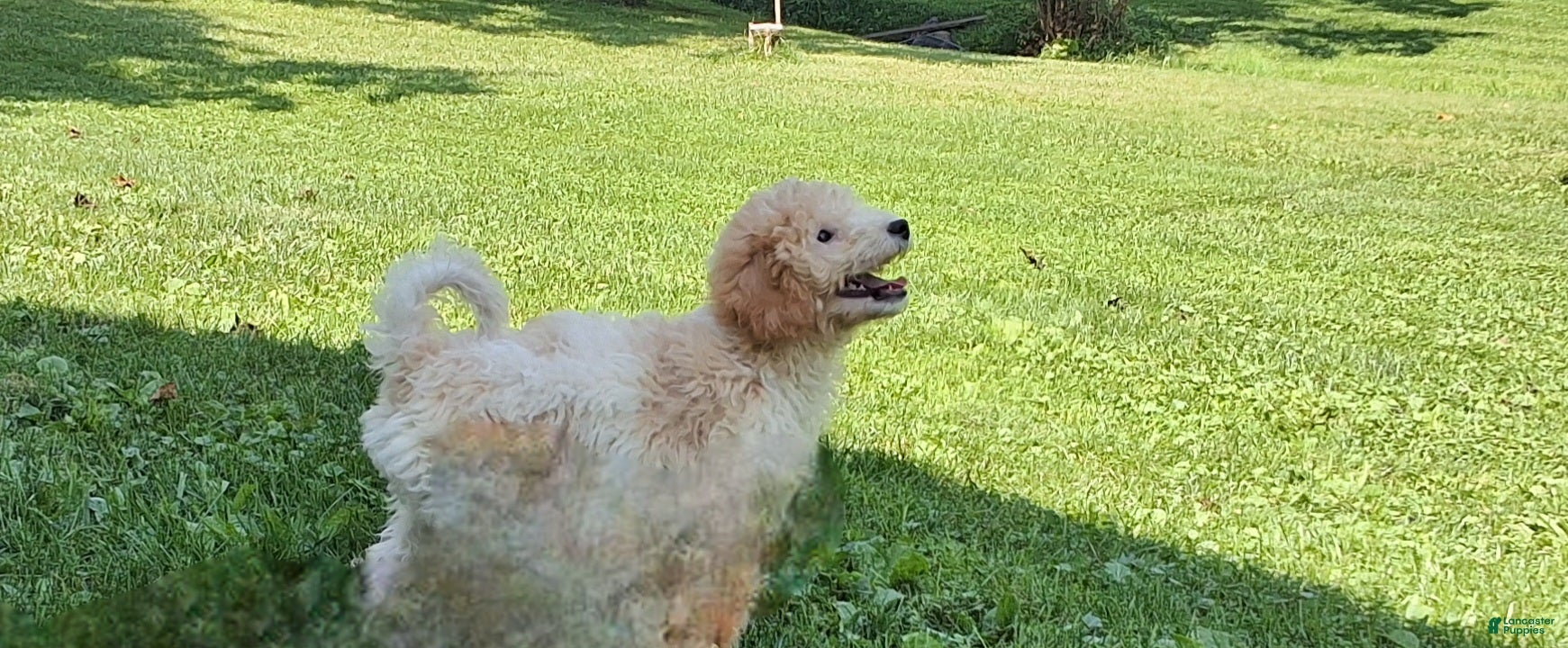 Miniature Poodle dogs Riley  - Ad 1