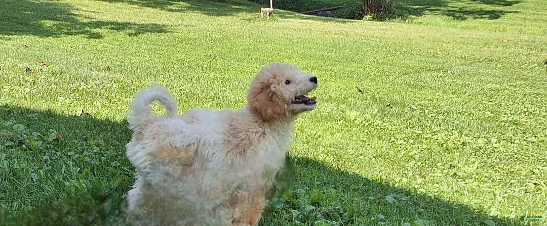 Miniature Poodle dogs for sale: Riley  - Ad 1