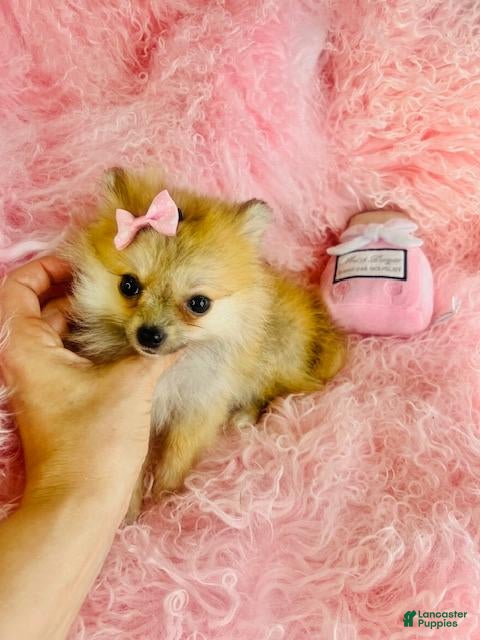 Pomeranian dogs Pomeranian 1 - Ad 8